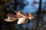 IMG_0940a